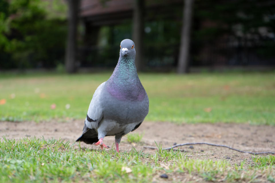 A pigeon is pictured.