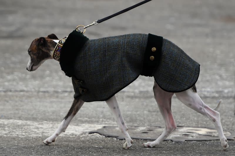 A dog in an outfit walks outside Pier 94 during the Westminster Kennel Club Dog Show in New York