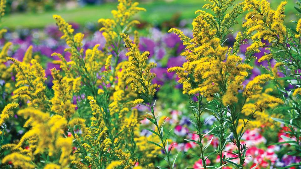 golden rod flower solidago canadensis