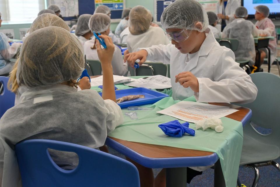 A fifth-grade class at Guy Harvey Academy dissects a squid for a lesson in marine science.