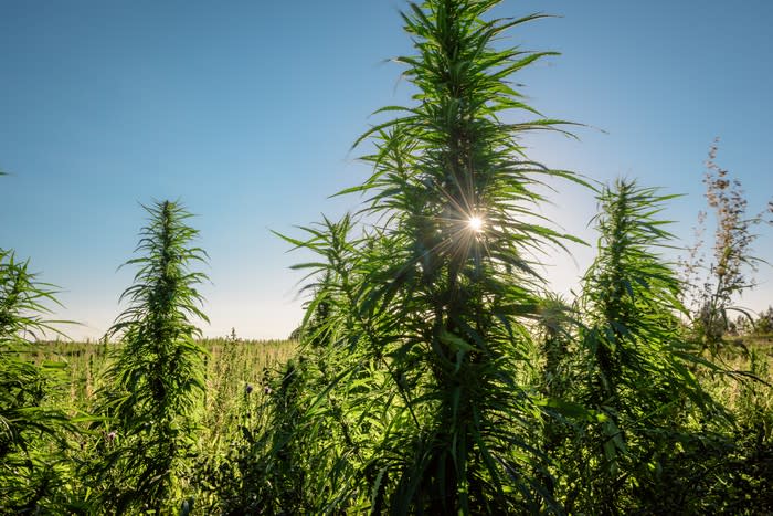 An outdoor hemp farm, with the sun hidden behind a hemp plant in the foreground.