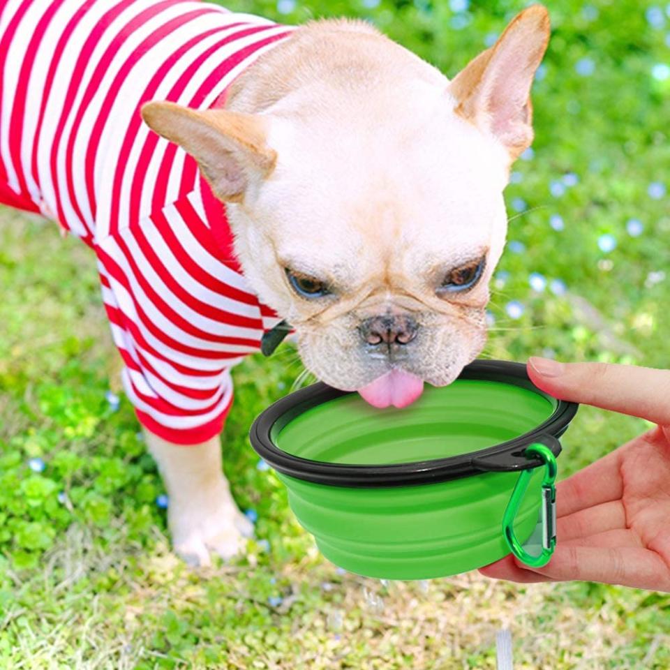 collapsible dog bowl