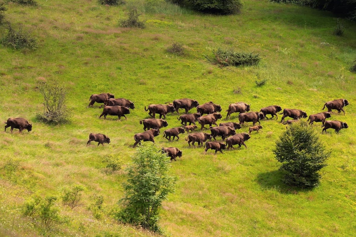 European bison in the Carpathian Mountains in Romania. Daniel Mirlea / WWF Romania