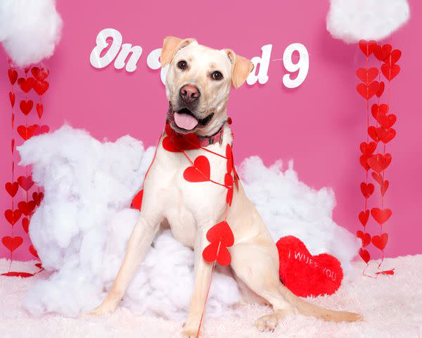 <p>Courtesy of Dubinsky Photos</p> Duwop a long-stay shelter dog a St Hubert's Animal Welfare Center in New Jersey