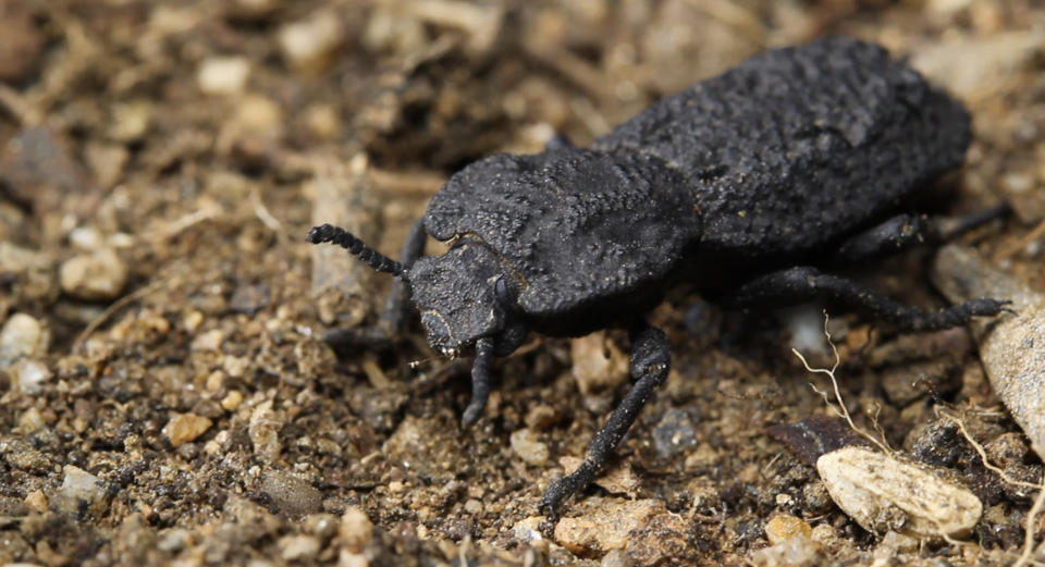 This 2016 photo provided by the University of California, Irvine, shows a diabolical ironclad beetle, which can withstand being crushed by forces almost 40,000 times its body weight and are native to desert habitats in Southern California. Scientists say the armor of the seemingly indestructible beetle could offer clues for designing stronger planes and buildings. In a study published Wednesday, Oct. 21, 2020, in the journal Nature, a group of scientists explains why the beetle is so squash-resistant. (Jesus Rivera, Kisailus Biomimetics and Nanostructured Materials Lab, University of California Irvine via AP)