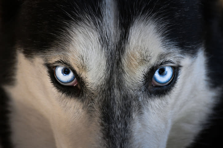 Close-up image of a husky dog's face with striking blue eyes, gazing intensely at the camera