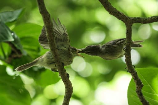 A conservation group bought the tiny Seychelles isle of Cousin Island in 1968 to save a songbird, the Seychelles Warbler, from extinction