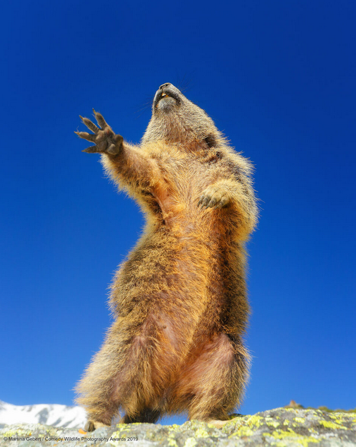 Les photos animalières les plus drôles de 2019