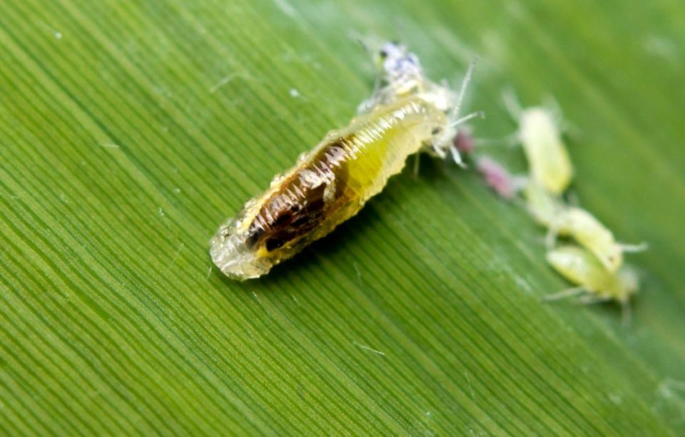 Aphid midge on a leaf