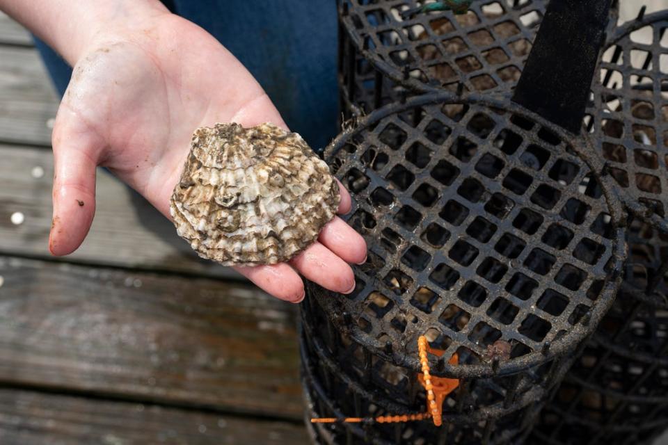 The native oyster nursery will release millions of larvae into Belfast Lough, boosting the endangered species, creating natural reefs for other marine wildlife and cleaning gallons of seawater every day.
