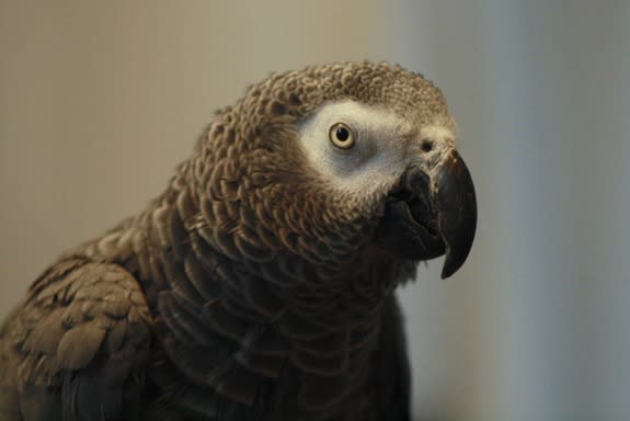 African Grey Parrots show reasoning abilities similar to 3 year-old kids.