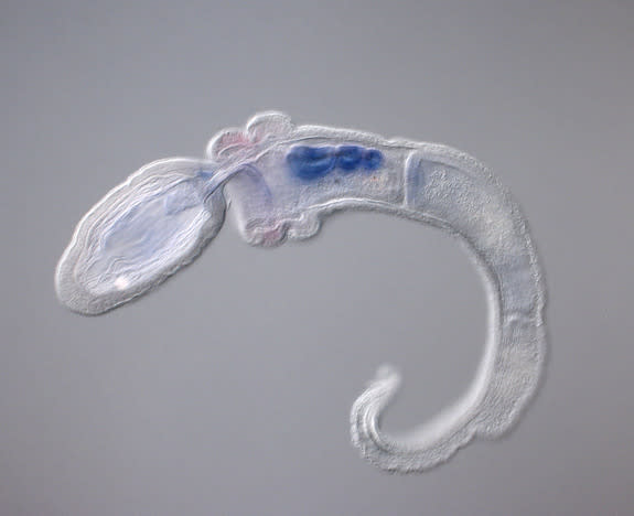 A juvenile acorn worm, <em>Saccoglossus kowalevskii</em>, with a protein that turns genes on and off in the genome highlighted in blue in the worm's pharyngeal region.