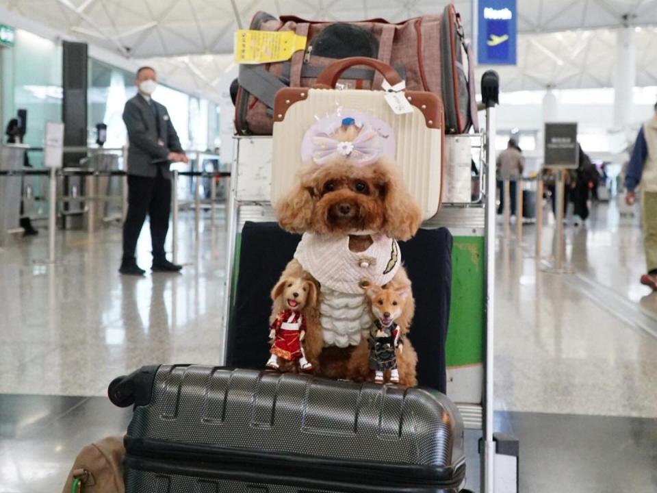 Toy poodle dog on luggage cart at airport