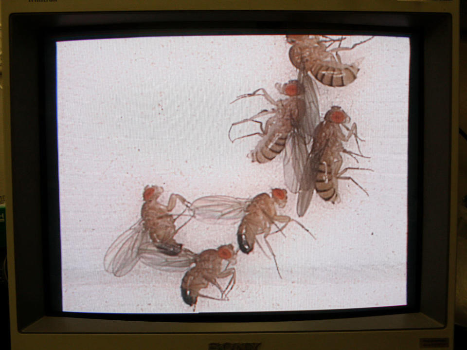 Fruit flies