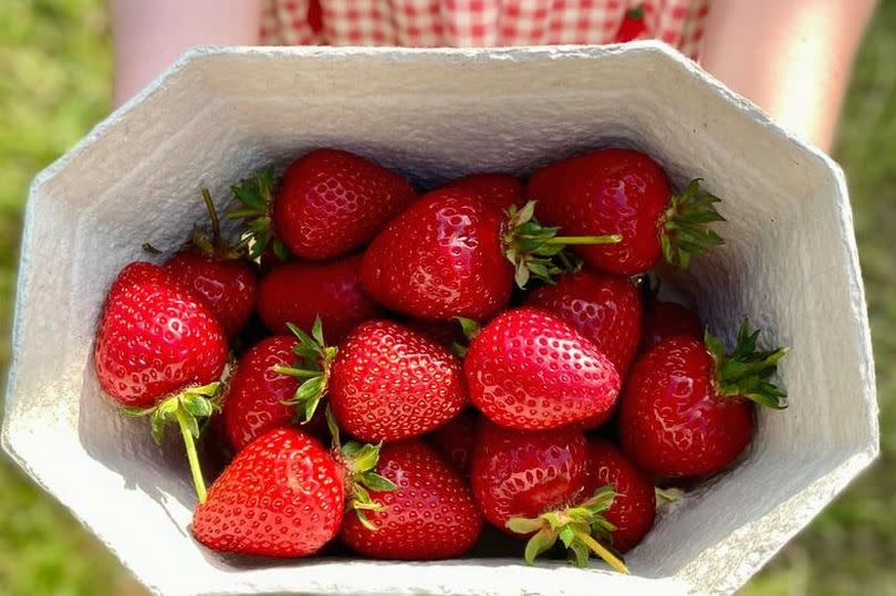 Tickets include a punnet of strawberries to take home