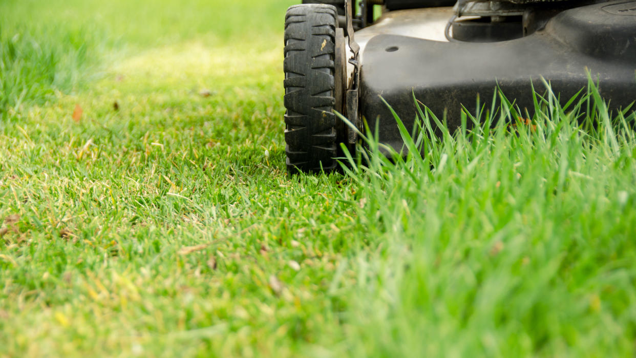  A closeup of a lawnmower cutting the grass. 