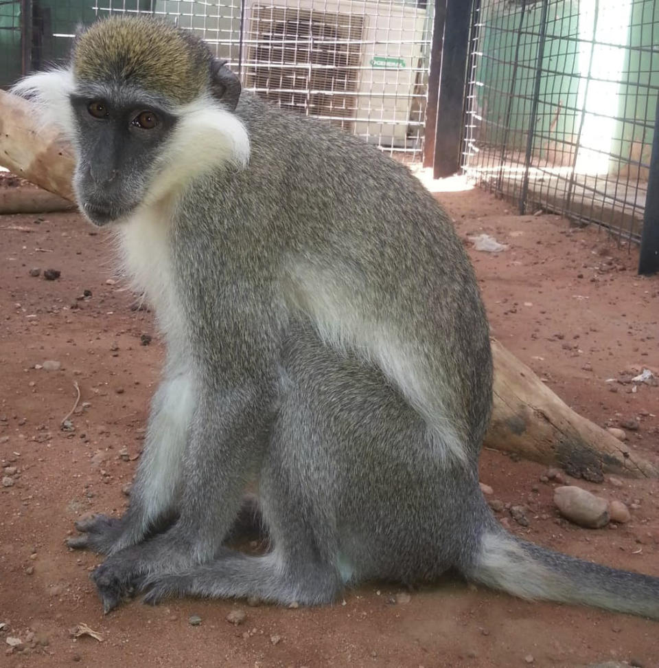 In this undated photo released by Sara Abdalla, director of the zoological park at the University of Khartoum, a vervet monkey is pictured inside its enclosure in Khartoum, Sudan. The animal is one of dozens feared dead or missing inside the park in Sudan's capital after intense fighting made the location unreachable. (Sara Abdalla via AP)