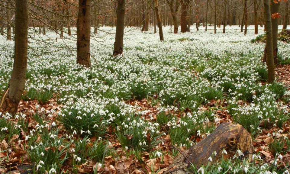 Snowdrops in a beech forest in Berkshire.