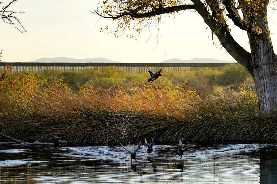 Wild ducks fly through a marsh area as the top of a newly erected border wall cuts through the San Bernardino National Wildlife Refuge, Tuesday, Dec. 8, 2020, in Douglas, Ariz. Construction of the border wall, mostly in government owned wildlife refuges and Indigenous territory, has led to environmental damage and the scarring of unique desert and mountain landscapes that conservationists fear could be irreversible. (AP Photo/Matt York)