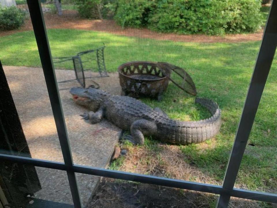 A large alligator toppled patio furniture outside a home in Sea Pines on Hilton Head Island on Monday, April 20, 2020.