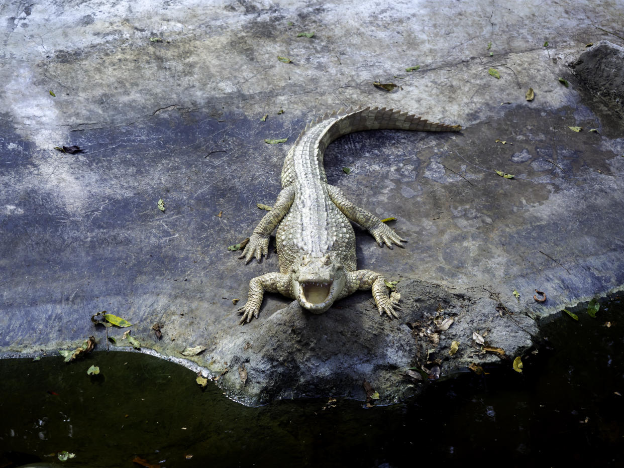 Für viele Menschen ist es unverständlich, doch Wassergehege im Zoo sind keine Wunschbrunnen, und Tiere keine Müllschlucker (Symbolbild: Getty Images)