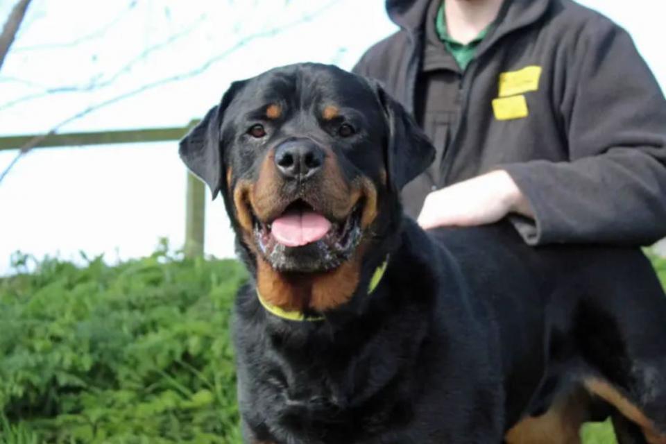 The Northern Echo: Solomon Credit: DOGS TRUST