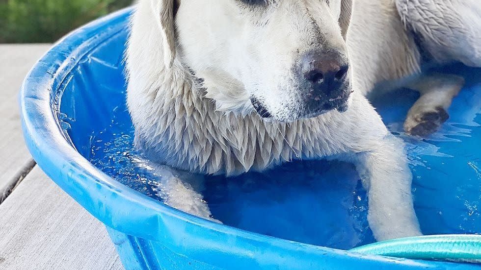 how to cool dog down