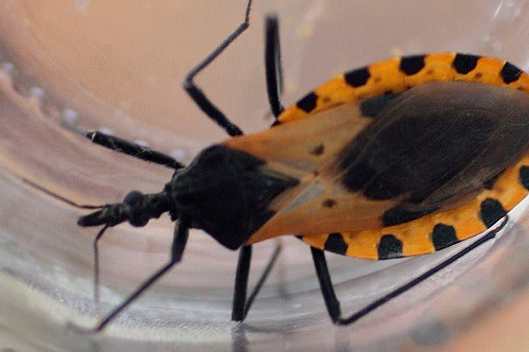 Una vinchuca, el insecto que transmite el mal de Chagas