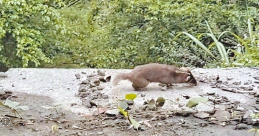 花蓮縣這隻鼬獾10日早上出現在花蓮縣玉里赤科山產業道路，全身不停打轉、顫抖，如同「喪屍」。（圖／民眾提供／中國時報王志偉花蓮傳真）