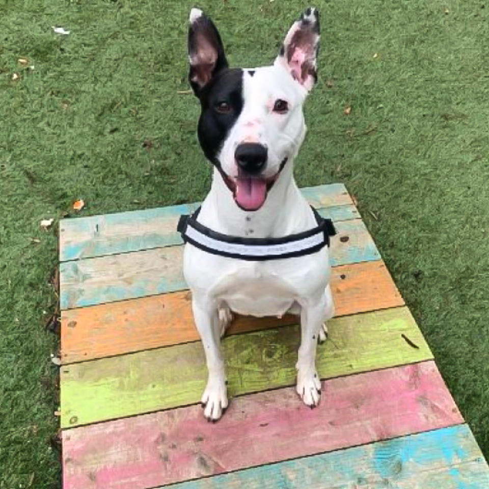 Roxy sitting on a coloured wooden pallet, surrounded by grass