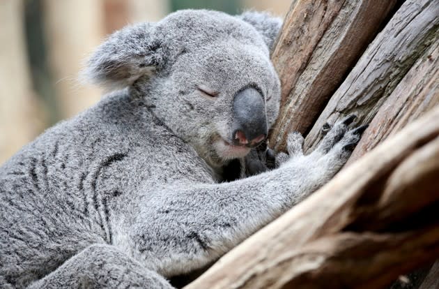 Oobi-Oobi the koala sleeps on a tree in his new enclosure at the zoo in Leipzig, Germany, on May 12, 2016. See more of the week’s best photos <a href="http://www.theatlantic.com/photo/2016/05/photos-of-the-week-57-513/482682/?utm_source=yahoo" rel="nofollow noopener" target="_blank" data-ylk="slk:here;elm:context_link;itc:0;sec:content-canvas" class="link ">here</a>. (Jan Woitas / AFP / Getty)