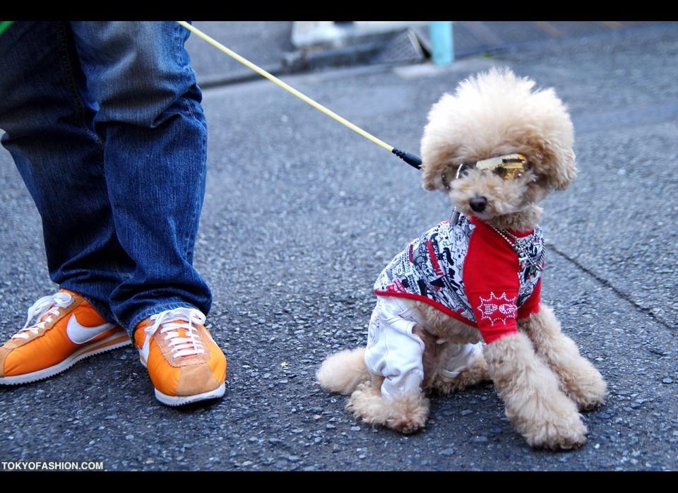 Pets like to strut their stuff on the street -- just like us. We've all seen the huge variety of <a href="http://www.flickr.com/photos/tokyofashion/4381591952/" target="_hplink">pet clothes and accessories</a>, from sunglasses and booties to raingear and swarovski crystal jewelry -- even doggie perfume is on the market now. 