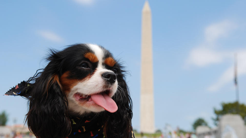 King Charles Cavalier spaniel in Washington DC