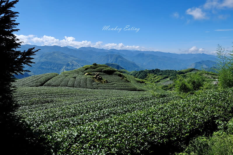 嘉義阿里山｜二延平步道