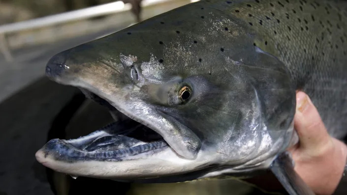  A Chinook salmon is placed in a tank for propagation at the Livingston Stone National Fish Hatchery March 18, 2008 in Shasta Lake, California.  / Credit: Photo by Kimberly White/Getty Images