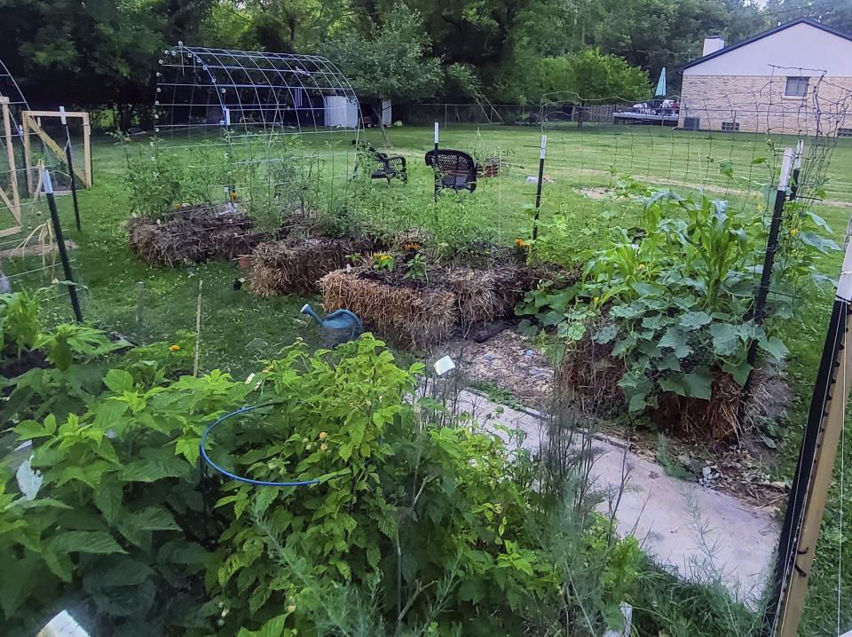 This July 2023 image provided by Adrienne Reeves shows a variety of crops growing in staw bales in a garden in Livonia, Mich. (Adrienne Reeves via AP)