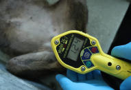 <p>A “frisker” Geiger counter used to measure radiation shows a reading of 124 counts, approximately 20 times higher than normal, on the paws of an anesthetized stray female dog at a makeshift veterinary clinic operated by the Dogs of Chernobyl initiative inside the Chernobyl exclusion zone on Aug. 17, 2017, in Chernobyl, Ukraine. (Photo: Sean Gallup/Getty Images) </p>