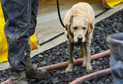 Rescue dog Nexus, muddy from working onsite, waits to be decontaminated via hose after leaving the west side of the mudslide on Highway 530 near mile marker 37 on Sunday, March 30, 2014, in Arlington, Wash. Periods of rain and wind have hampered efforts the past two days, with some rain showers continuing today. (AP Photo/Rick Wilking, Pool)