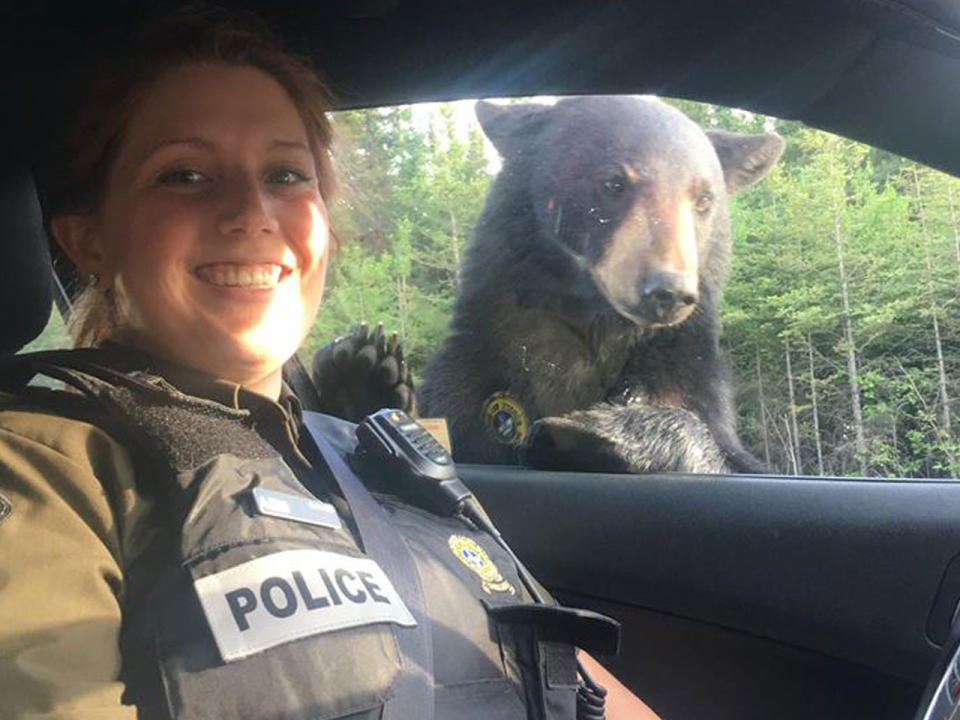 Bärenstarkes Selfie (Bild-Copyright: Sûreté du Québec/Facebook)