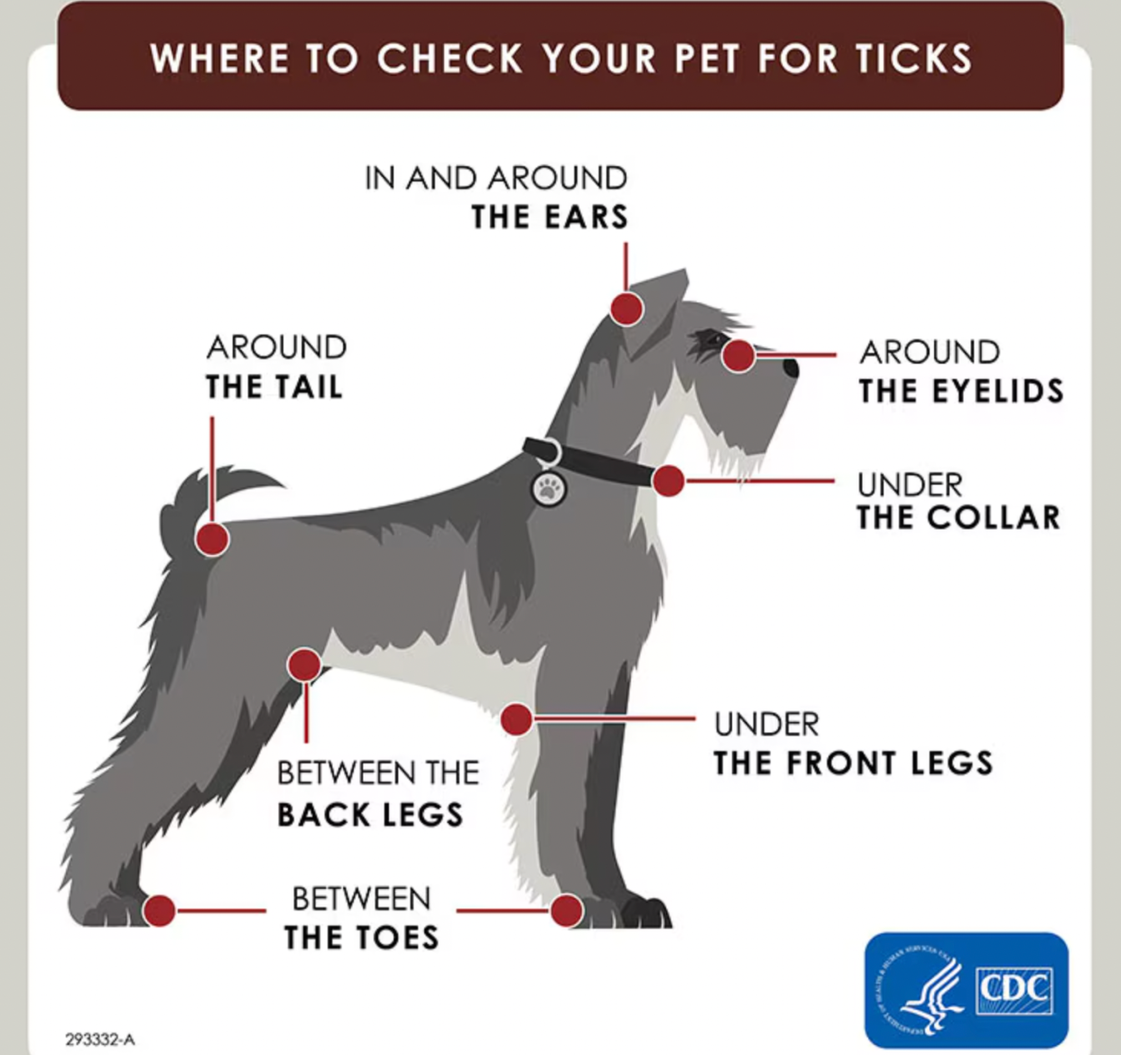 Where to check on your dog for ticks, from the the U.S. Center for Disease Control.