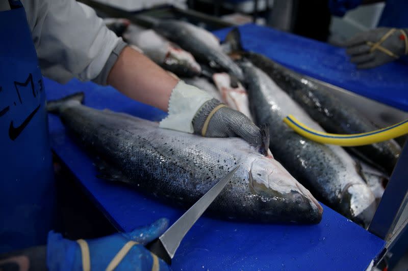 A French worker fillets salmon in a fish processing plant in the port of Boulogne-sur-Mer