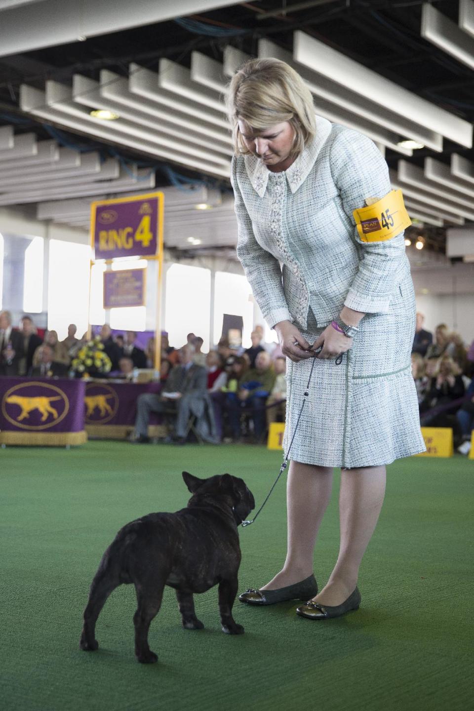 Amy Rutherford and Leo, a French bulldog, wait for instructions in the show ring during a breed competition at the Westminster Kennel Club dog show, Monday, Feb. 10, 2014, in New York. While New York Fashion Week stakes out clothing’s cutting edge, a more toned-down style is getting its own showcase two miles away at the nation’s most prestigious dog event. (AP Photo/John Minchillo)