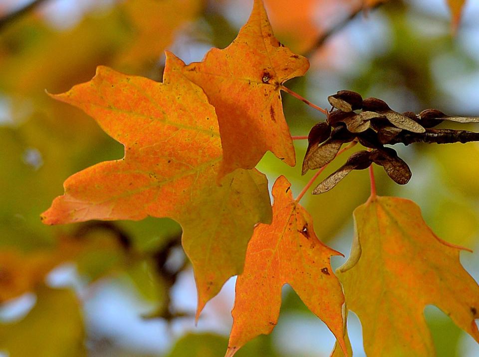 Leaves begin to turn color early in October near Greencastle.