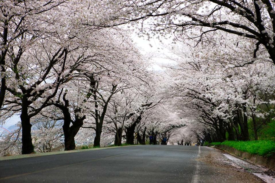 花開十里櫻花路（Photo by Kim Jiho, 韓國觀光公社提供）