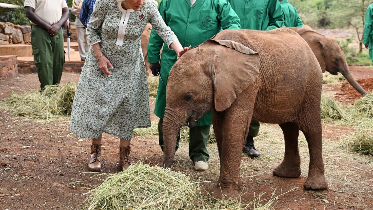 king charles iii and queen camilla visit kenya day 2