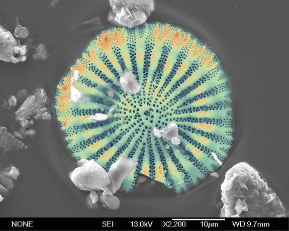 Pseudocolor image of a diatom from Taupo volcanic ash on the Chatham Islands.