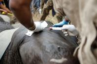 A veterinary staff member takes a blood sample from a tranquillised elephant after fitting it with a transmitter, on World Elephant Day in the Amboseli National Park