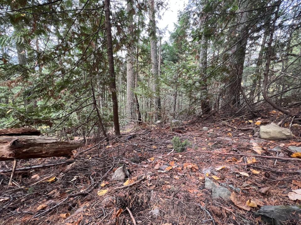 The area where Ashley Simpson's remains were found in 2021, just outside Salmon Arm, B.C.