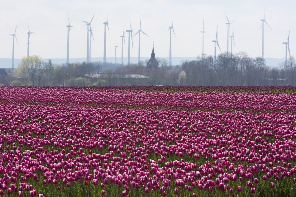 Tulips