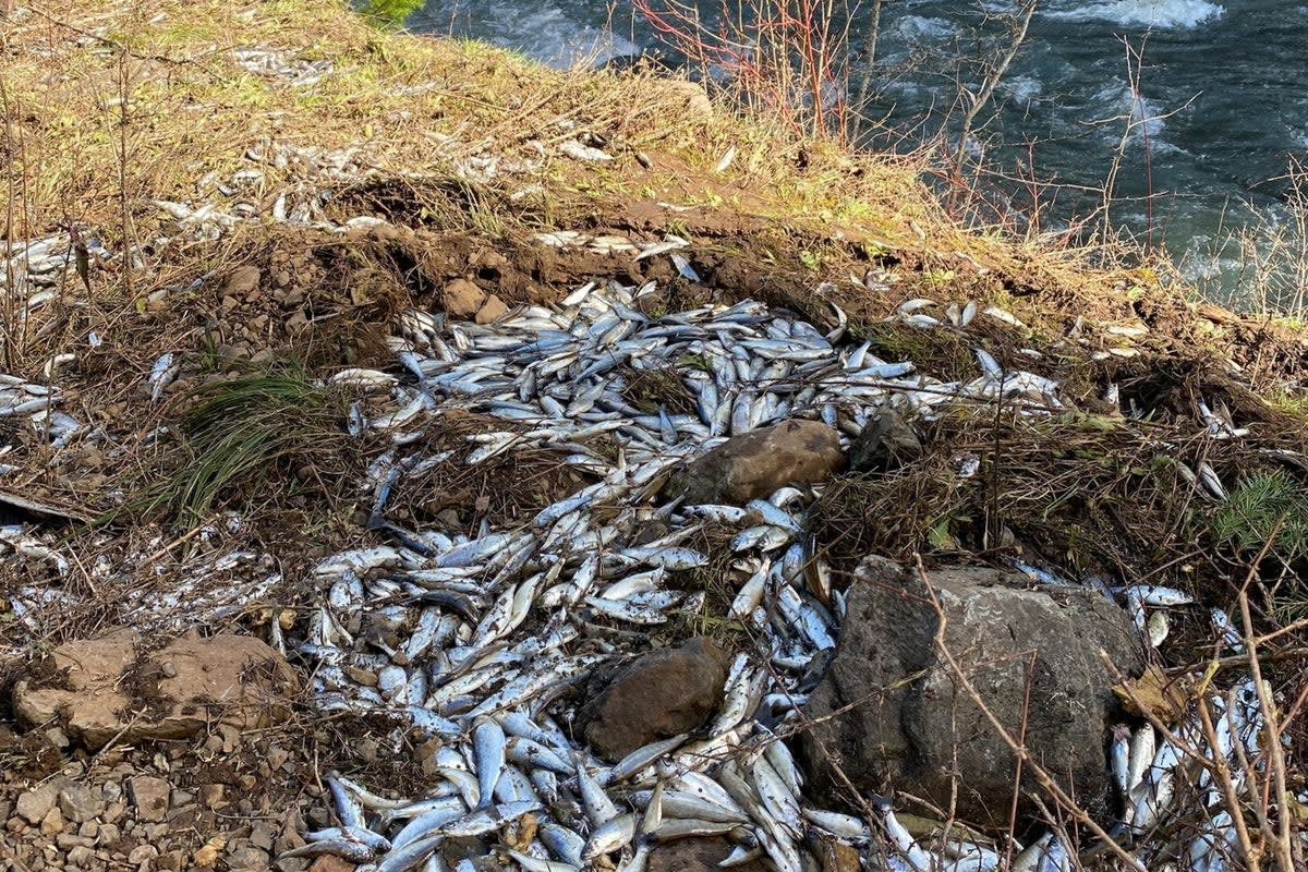 Over 25,000 fish unfortunately did not survive the accident  (US Fish and Wildlife Service)